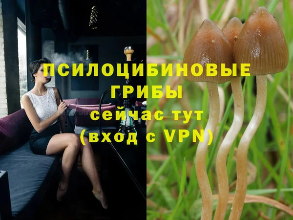 индика Абаза